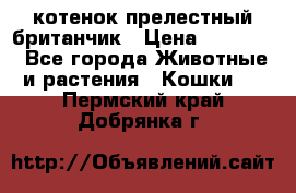 котенок прелестный британчик › Цена ­ 12 000 - Все города Животные и растения » Кошки   . Пермский край,Добрянка г.
